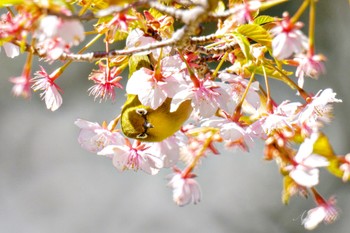 メジロ 善福寺公園 2024年3月10日(日)