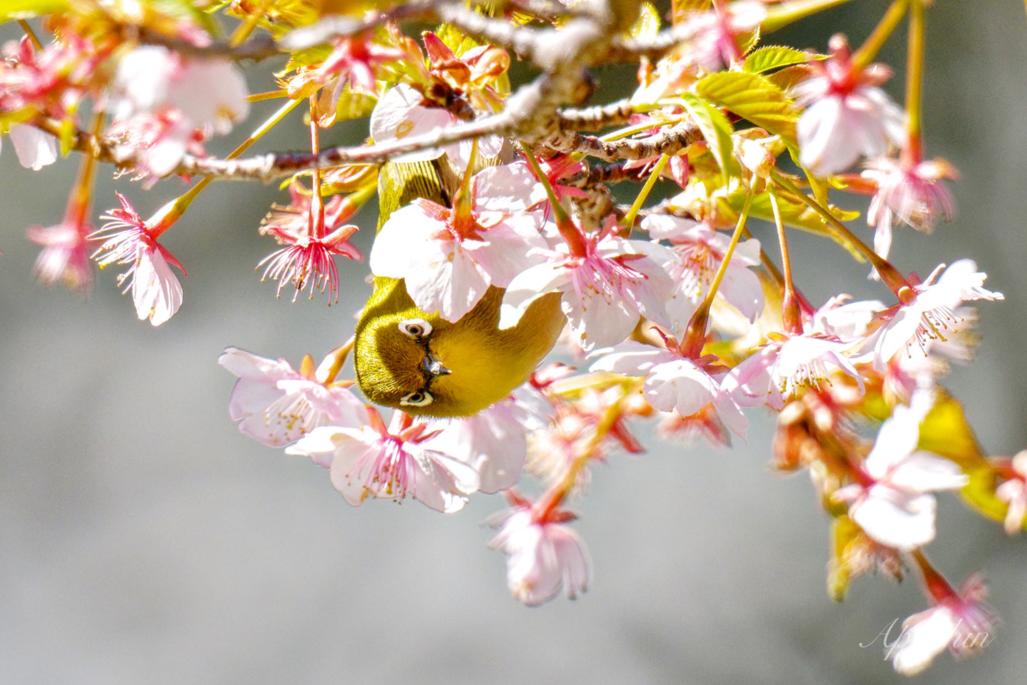 Warbling White-eye