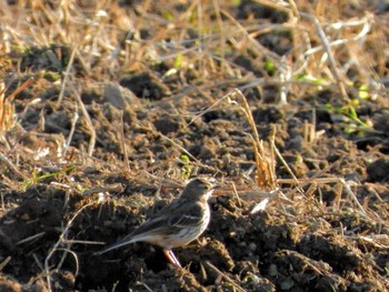 Water Pipit 京都府亀岡市 Sun, 3/10/2024