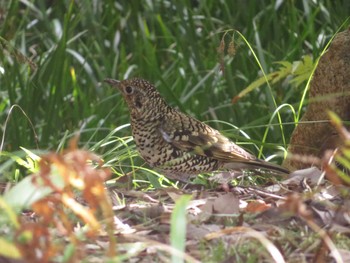 White's Thrush 大阪府 Sun, 2/18/2024