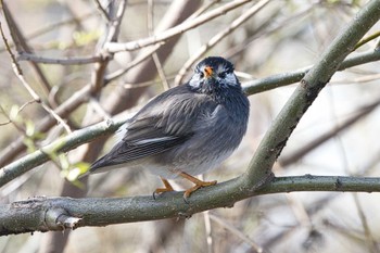 White-cheeked Starling 大阪 淀川河川公園 Sun, 3/3/2024