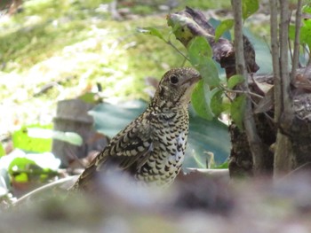 White's Thrush 大阪府 Sun, 2/18/2024