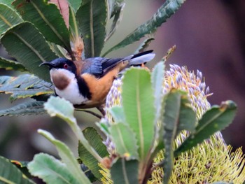 Eastern Spinebill Jamberoo, NSW, Australia Fri, 3/8/2024