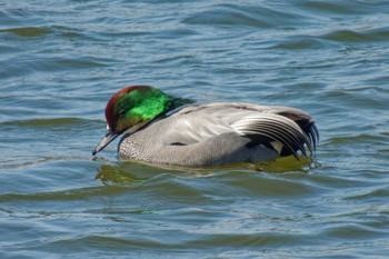 Falcated Duck 京都府 Sun, 3/3/2024