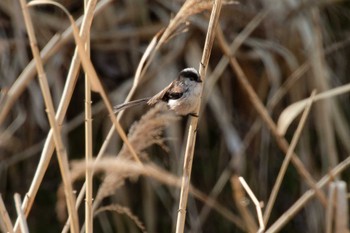 Long-tailed Tit 京都府 Sun, 3/10/2024