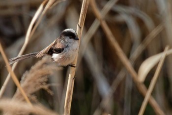 Long-tailed Tit 京都府 Sun, 3/10/2024