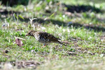 トラツグミ 舞岡公園 2024年3月13日(水)