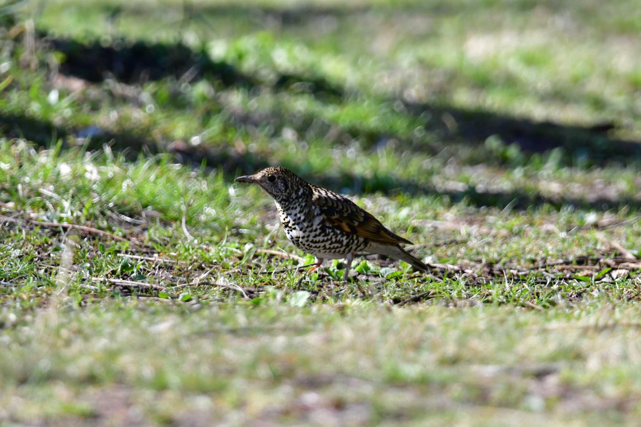 Photo of White's Thrush at Maioka Park by seigo0814