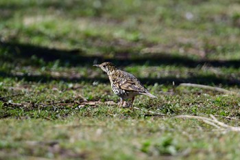 トラツグミ 舞岡公園 2024年3月13日(水)