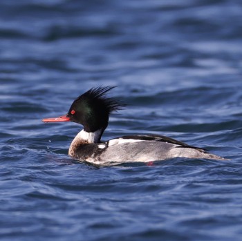 Red-breasted Merganser 福岡 Wed, 2/22/2023