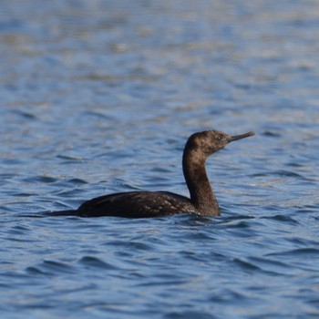 Pelagic Cormorant 福岡 Wed, 2/22/2023