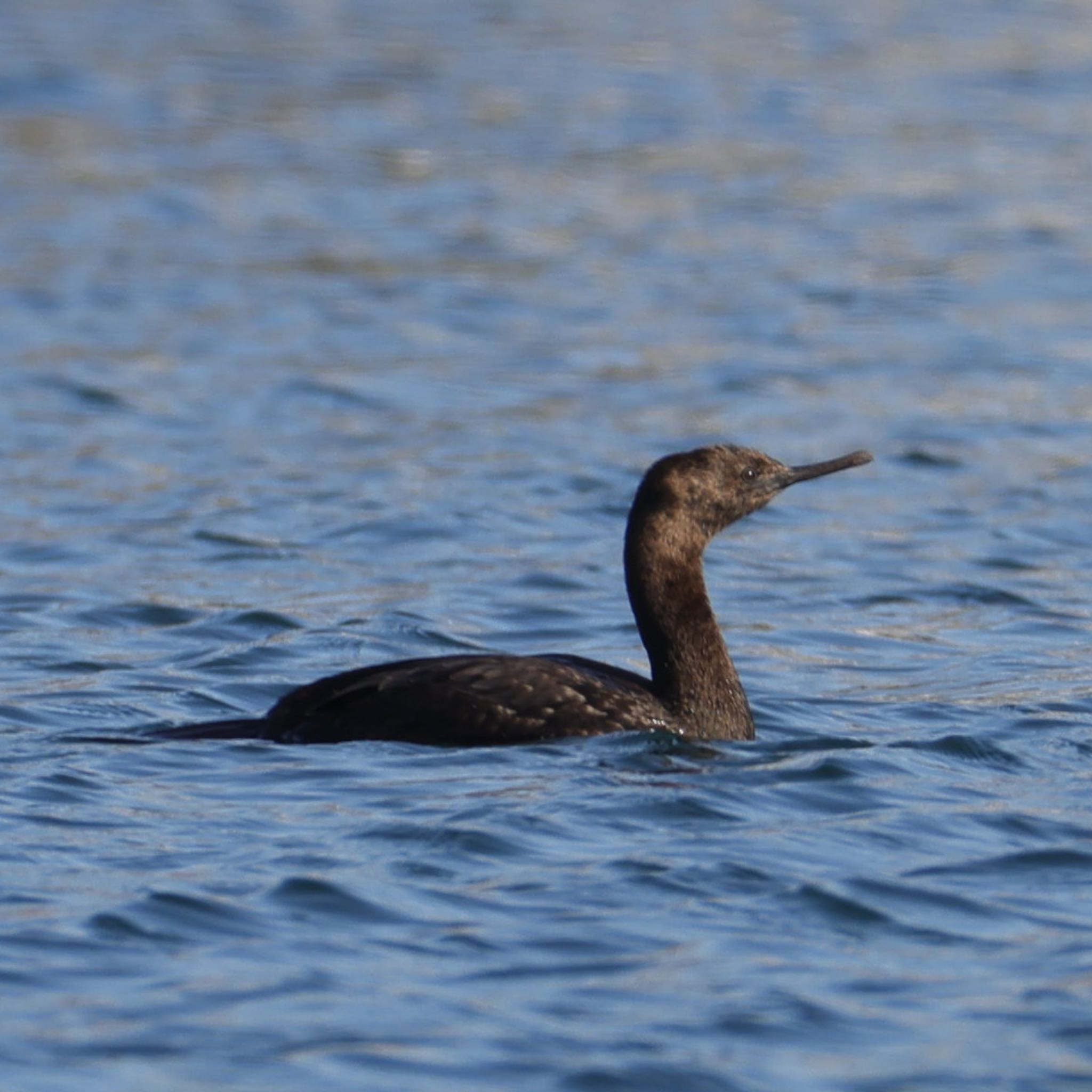 Photo of Pelagic Cormorant at 福岡 by アグリ