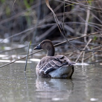 Tundra Bean Goose 長崎 Unknown Date