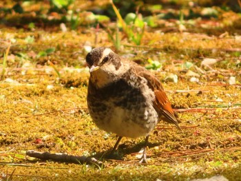 Dusky Thrush Rikugien Garden Wed, 3/13/2024