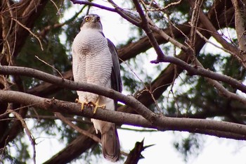 2024年3月11日(月) 井の頭公園の野鳥観察記録