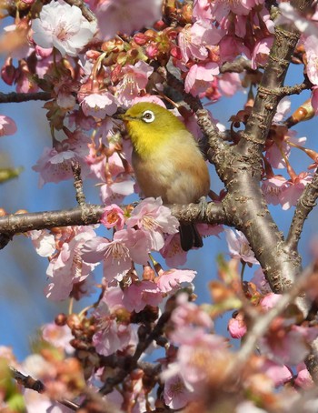 Warbling White-eye 入間川 Sat, 3/9/2024