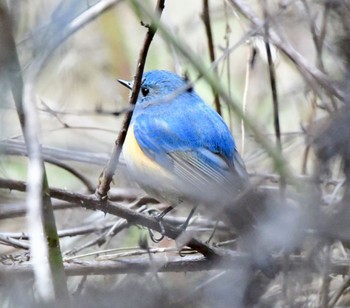 Red-flanked Bluetail 長良川ふれあいの森 Wed, 3/13/2024