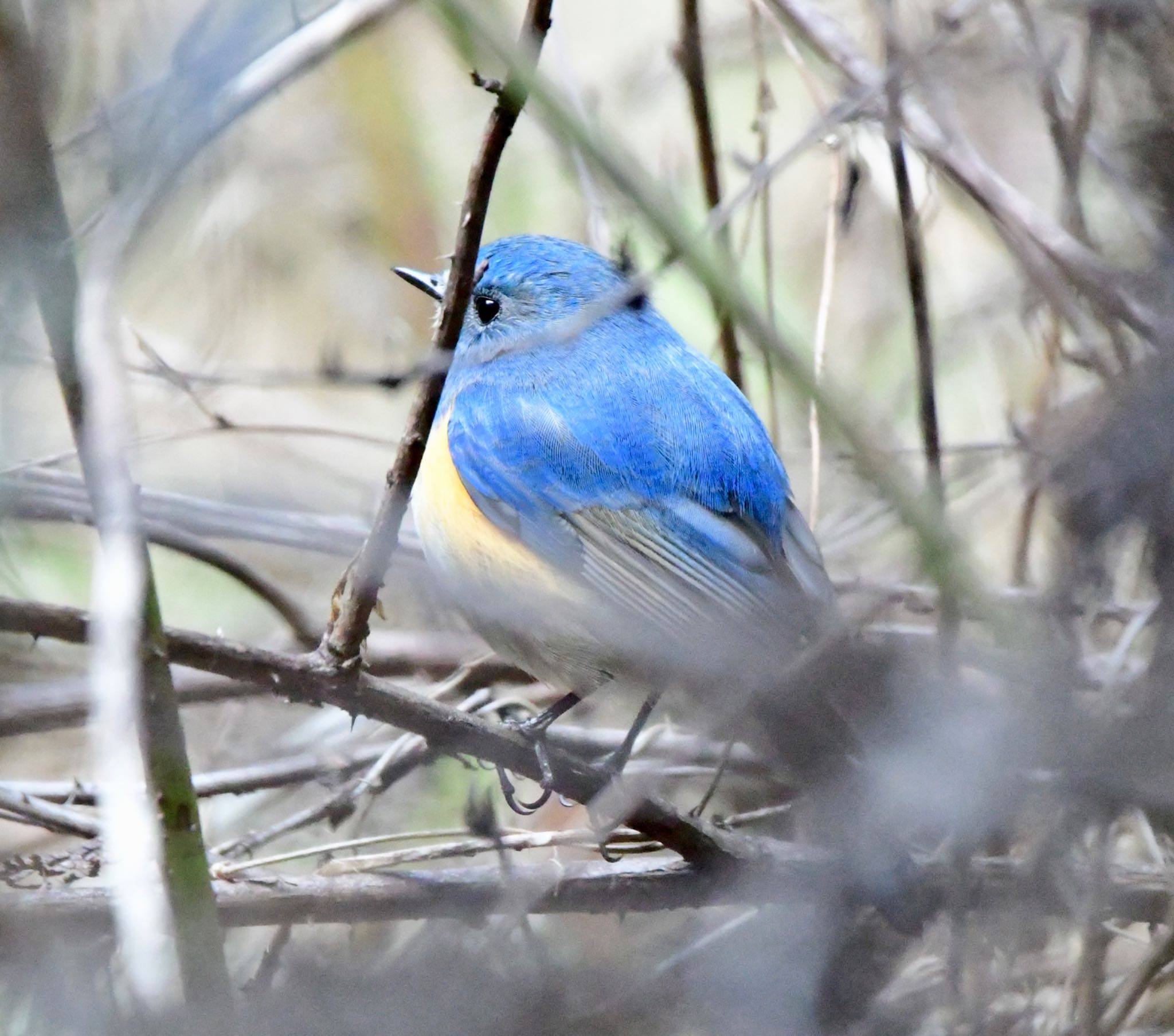 Photo of Red-flanked Bluetail at 長良川ふれあいの森 by 1009Yuki