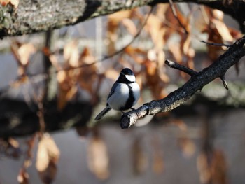 Japanese Tit Asaba Biotope Sat, 3/9/2024