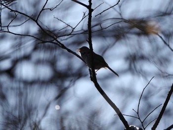 Japanese Bush Warbler Asaba Biotope Sat, 3/9/2024