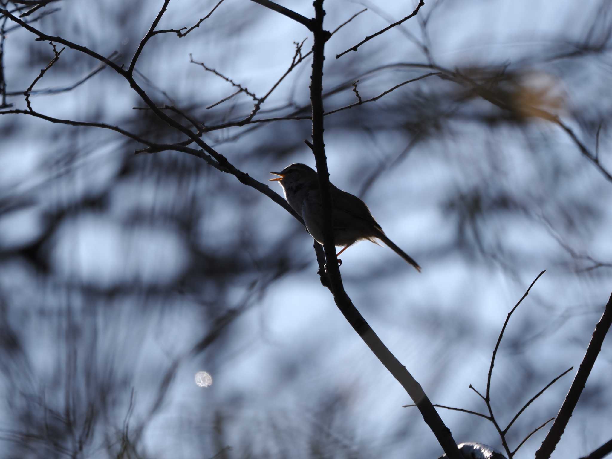 Photo of Japanese Bush Warbler at Asaba Biotope by のぶ