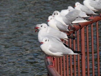 Black-headed Gull 城北公園 Sat, 12/18/2021