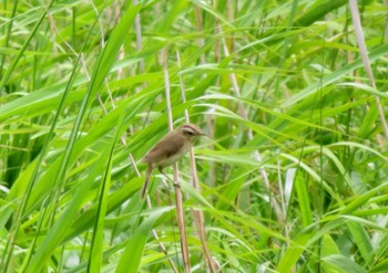 Black-browed Reed Warbler サロベツ湿原センター(サロベツ原生花園) Sat, 7/16/2022