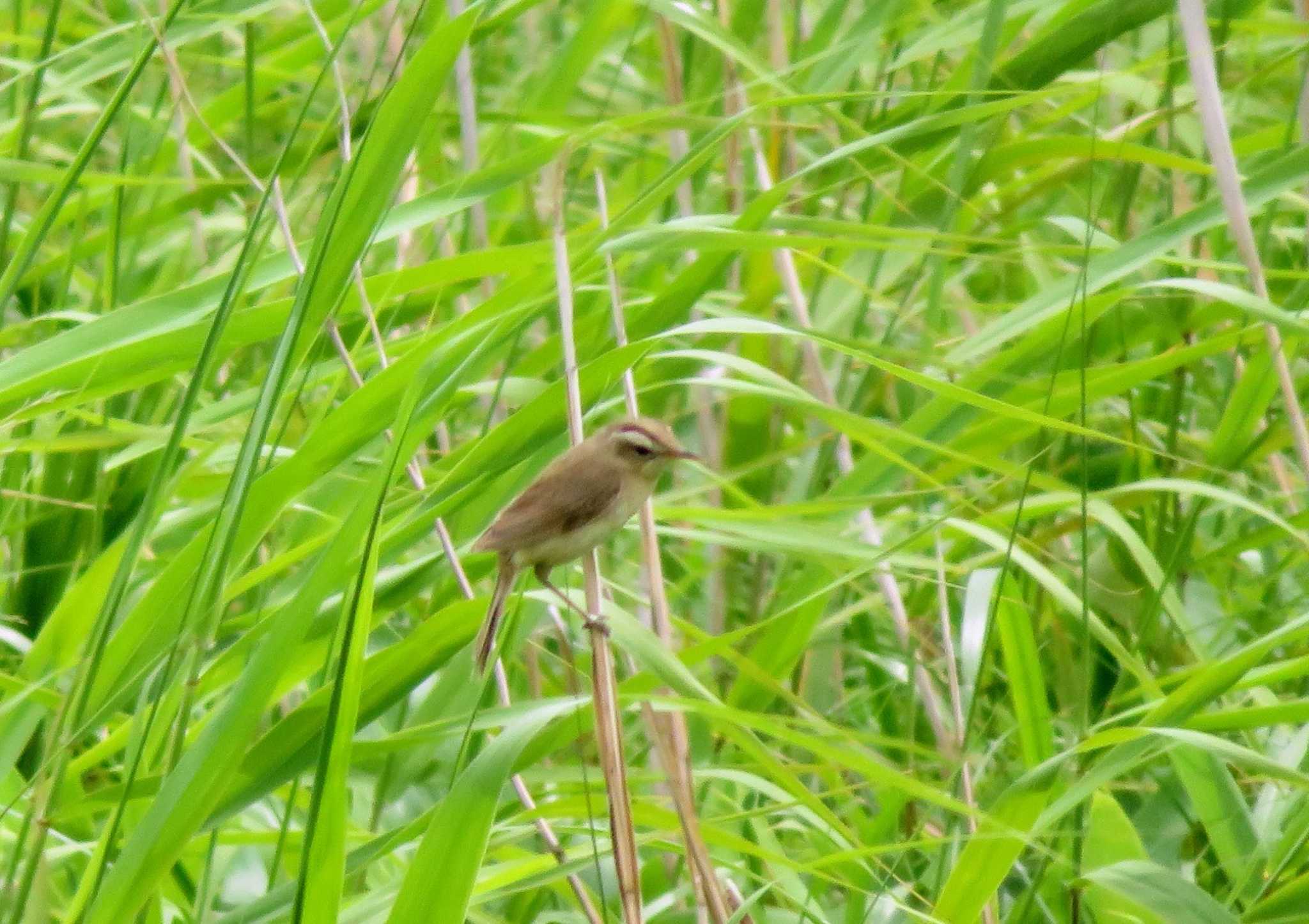 Photo of Black-browed Reed Warbler at サロベツ湿原センター(サロベツ原生花園) by samasama3