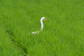 Thu, 6/28/2018 Birding report at 加木屋緑地