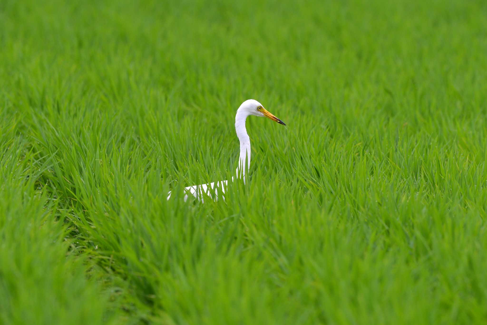 Great Egret