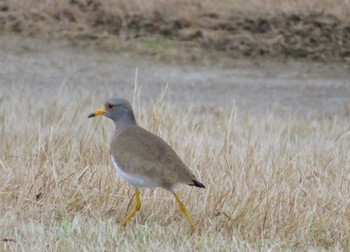 Grey-headed Lapwing 淀川河川公園 Mon, 12/27/2021