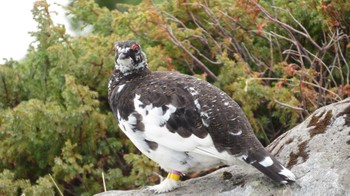 Rock Ptarmigan Murododaira Thu, 6/9/2022