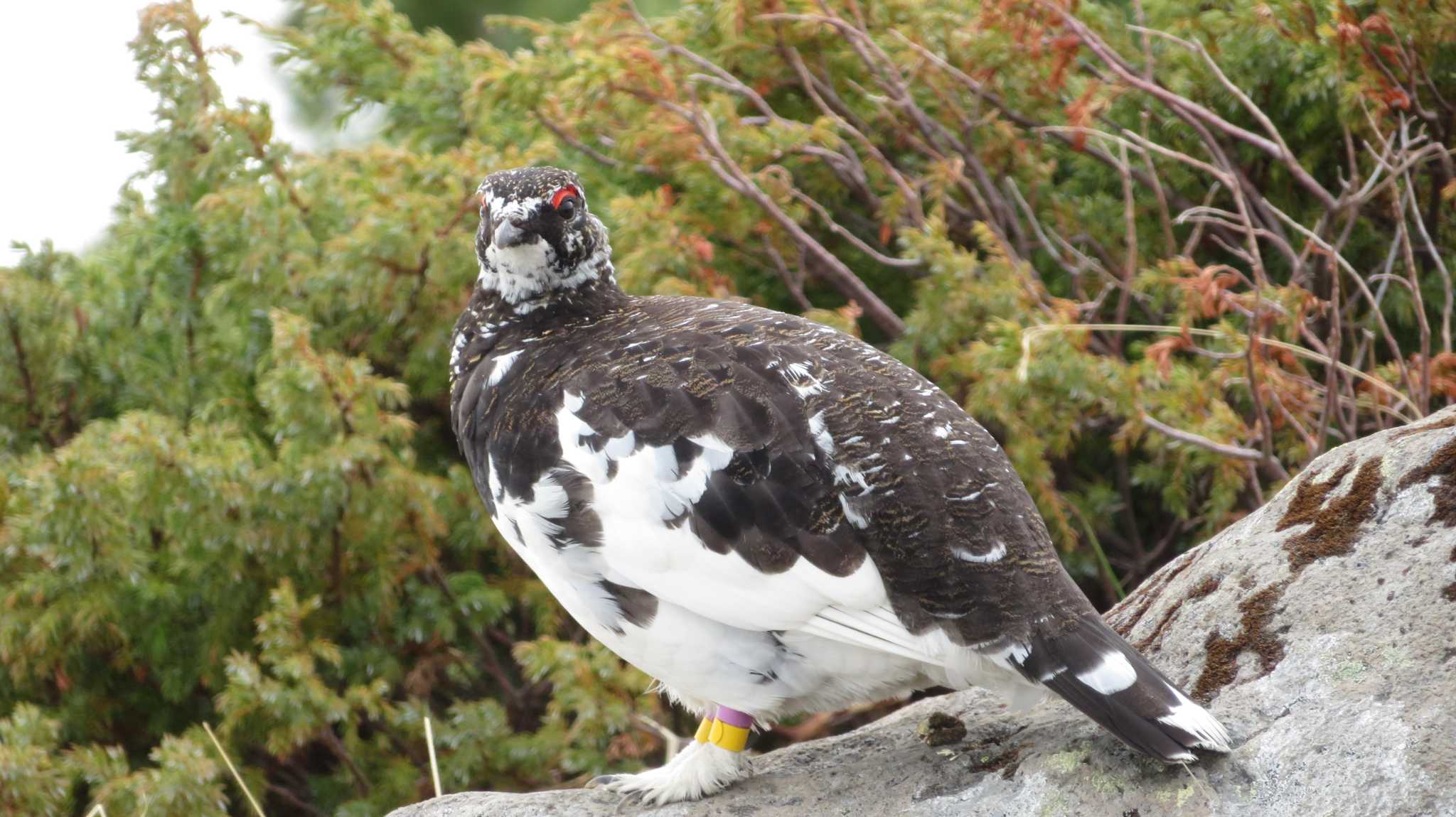 Photo of Rock Ptarmigan at Murododaira by samasama3