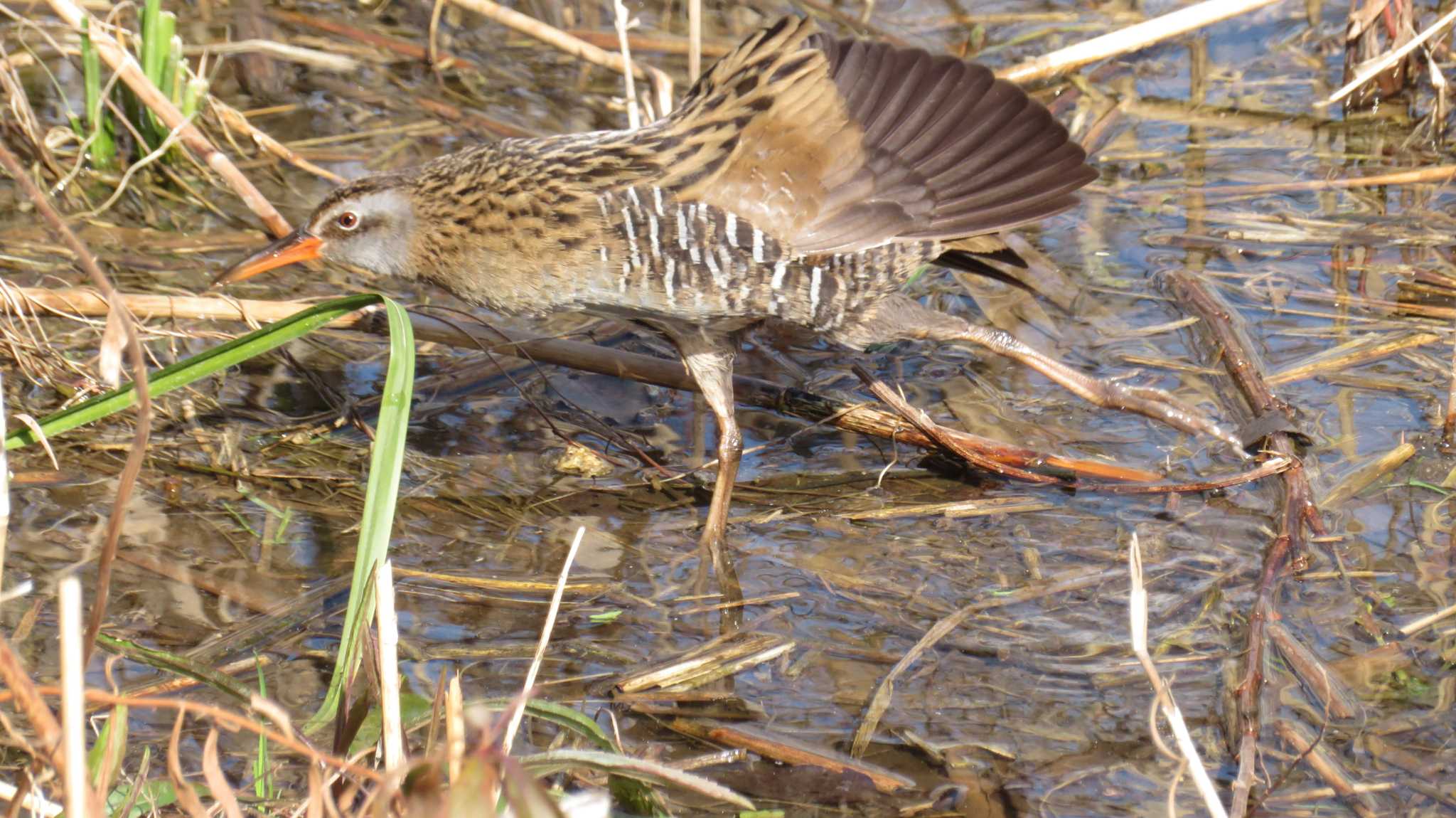 Photo of Brown-cheeked Rail at 淀川河川公園 by samasama3