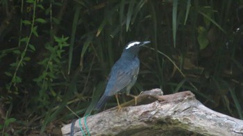 Siberian Thrush Osaka castle park Sun, 5/8/2022