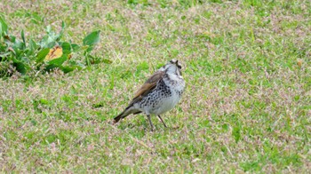 ツグミ 淀川河川公園 2022年4月4日(月)