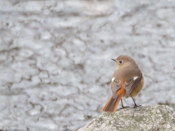 Daurian Redstart 淀川河川公園 Thu, 3/7/2024