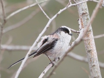 Long-tailed Tit 淀川河川公園 Thu, 3/7/2024