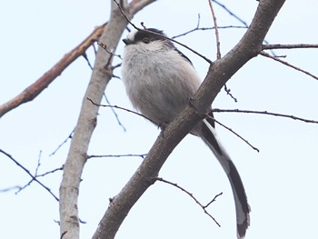 Long-tailed Tit 淀川河川公園 Thu, 3/7/2024