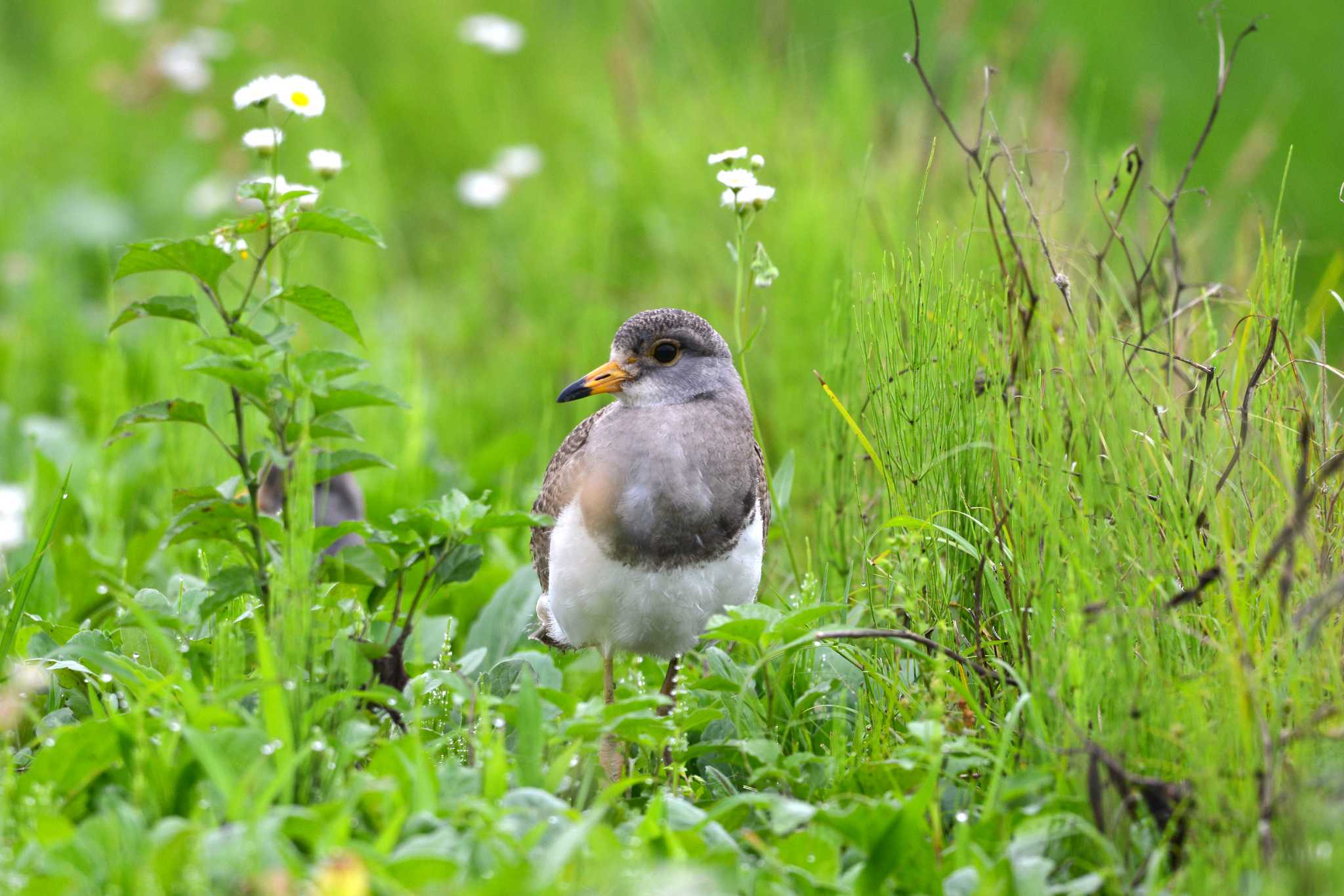 Grey-headed Lapwing