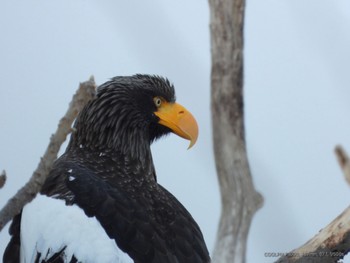 Steller's Sea Eagle 白老 Sat, 3/2/2024