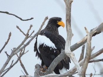 Steller's Sea Eagle 白老 Sat, 3/2/2024