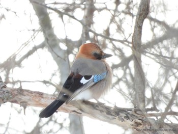 Eurasian Jay Lake Utonai Sat, 2/17/2024