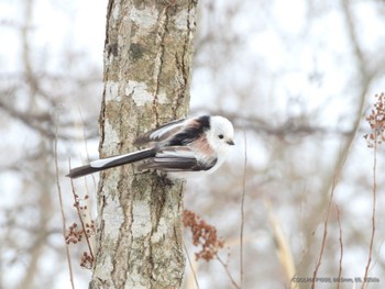 Long-tailed tit(japonicus) Lake Utonai Sat, 2/17/2024