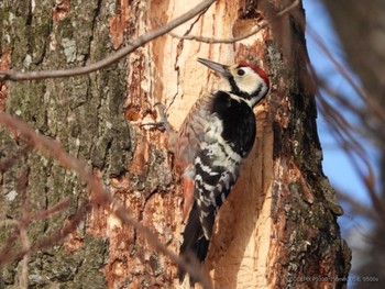 White-backed Woodpecker Lake Utonai Sat, 2/24/2024