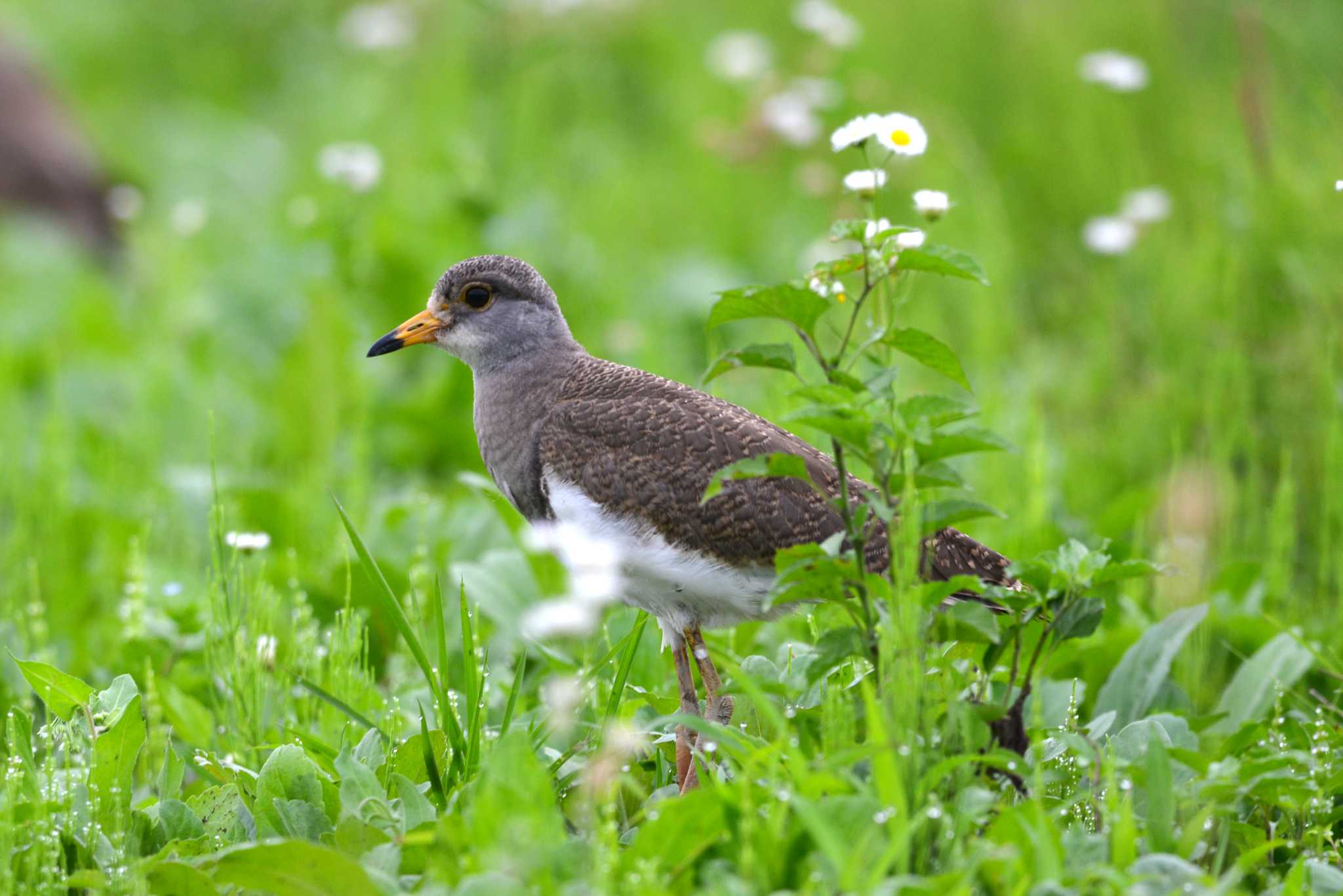 Photo of Grey-headed Lapwing at 加木屋緑地 by ポッちゃんのパパ