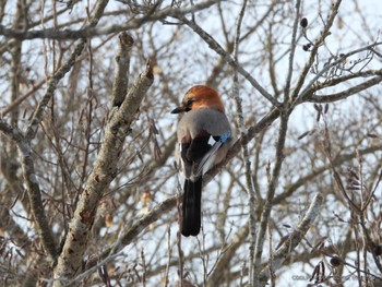 Eurasian Jay Lake Utonai Sat, 2/17/2024