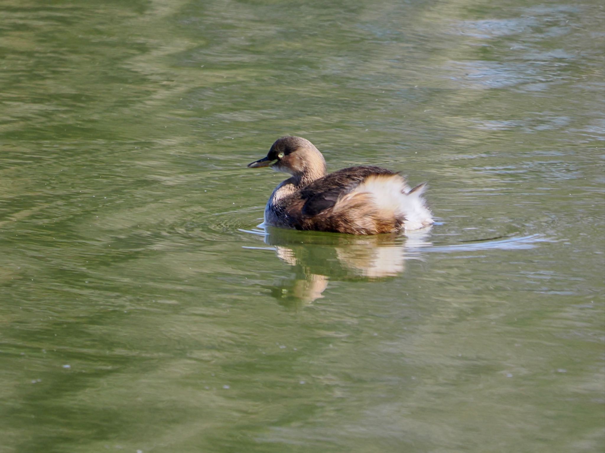 Little Grebe