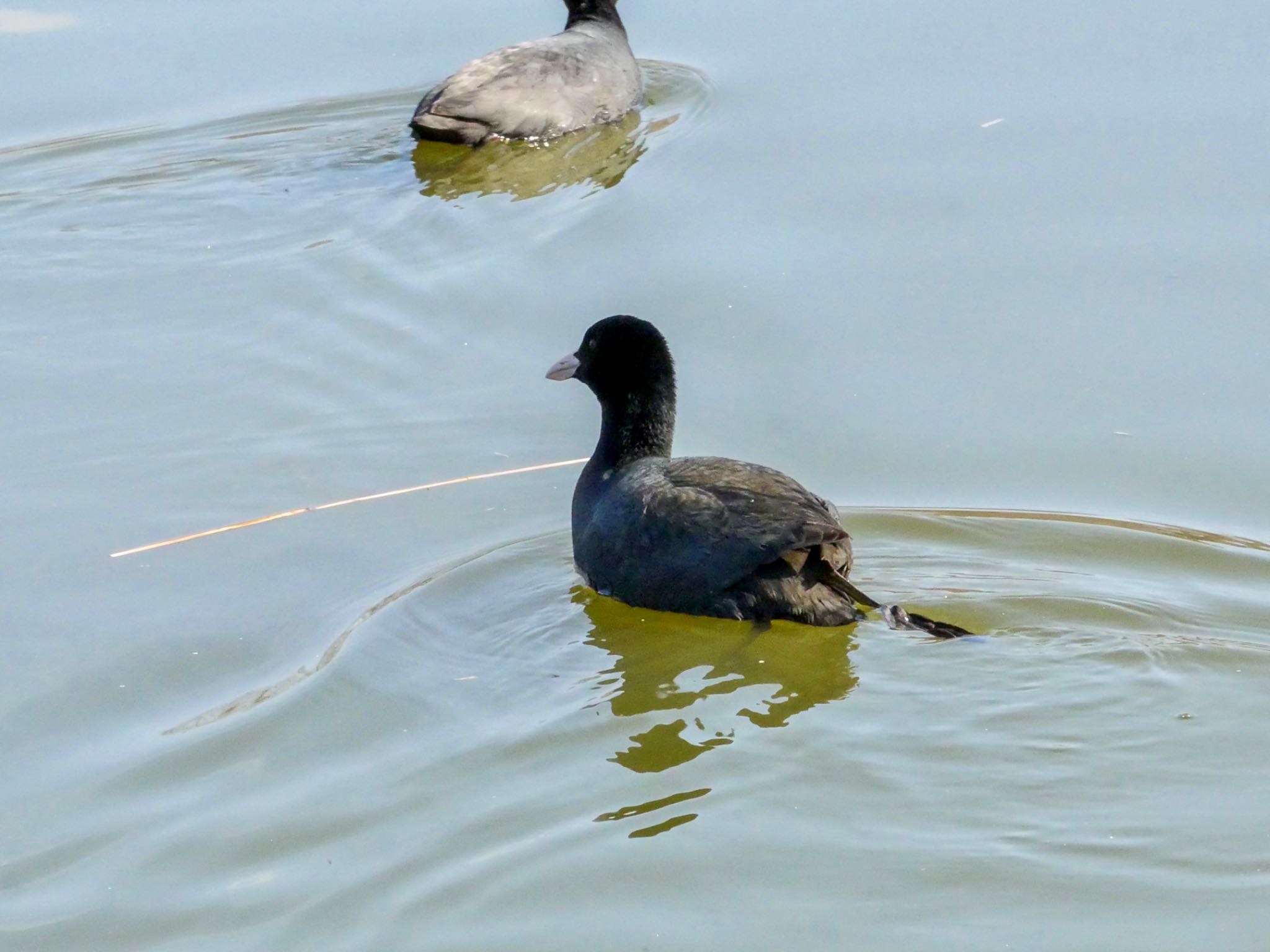 Eurasian Coot