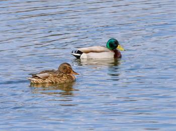 マガモ まつぶし緑の丘公園 2024年2月24日(土)